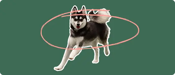 An Alaskan Klee Kai dog on a green background with a pink circle around it's body