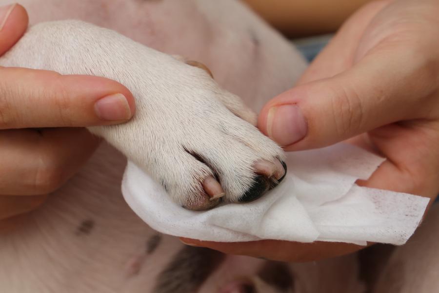 Closeup of dogs paw and nails