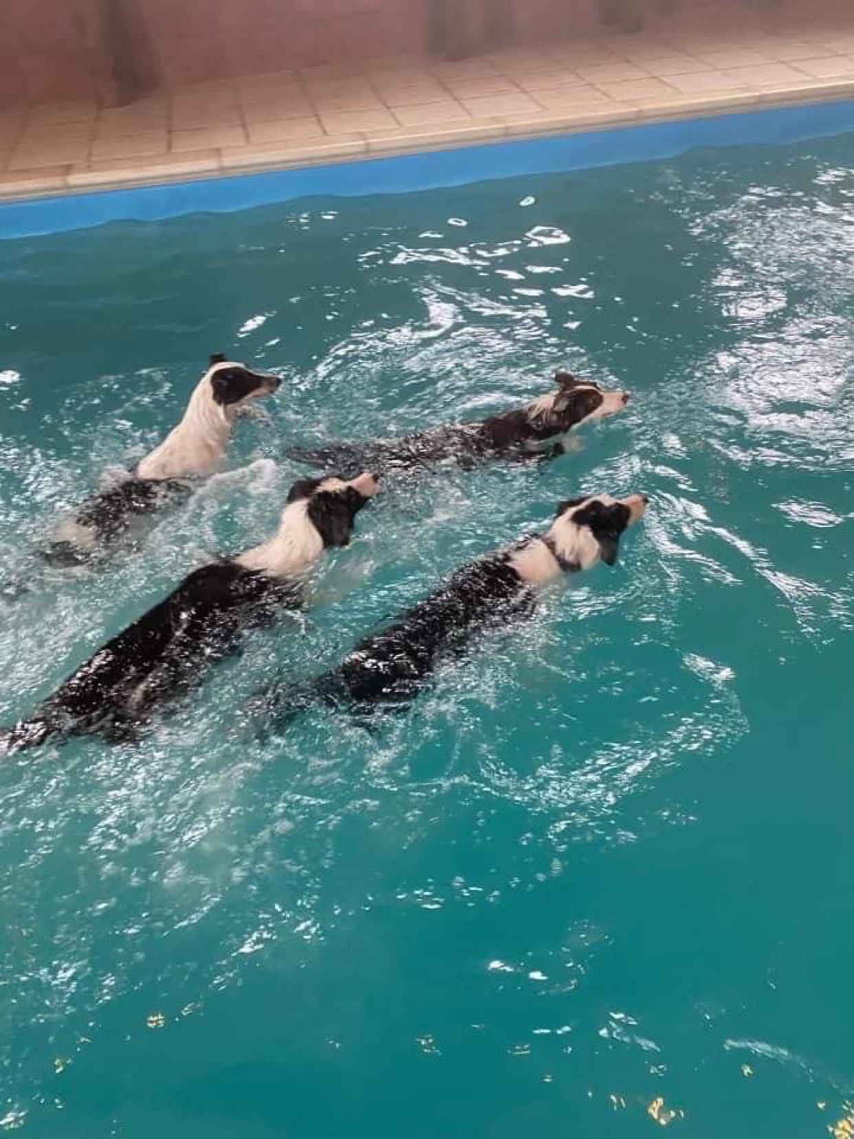 Dogs swimming at Soggy Dogs in Leicester