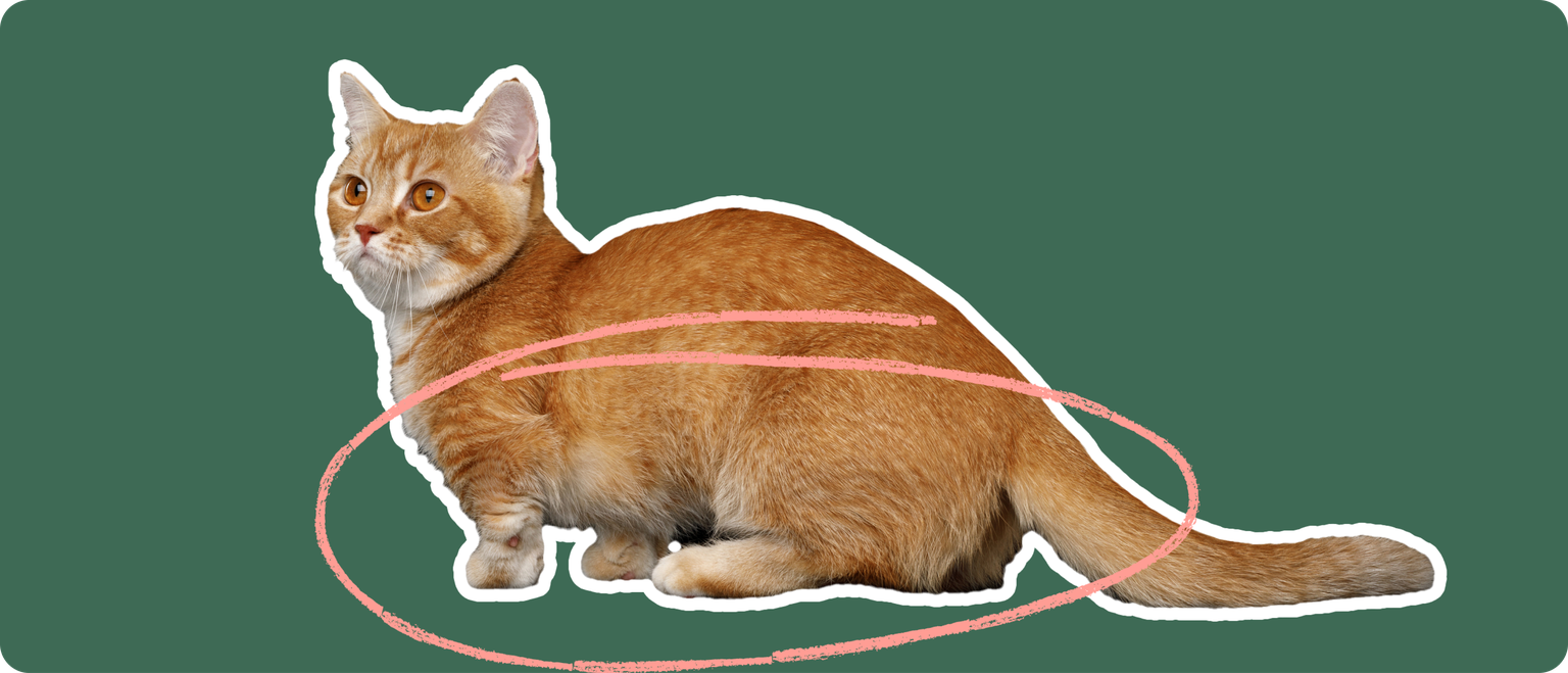 An orange munchkin cat cut out with a white outline, with a pink circle around the lower half of it's body, on a solid green background.