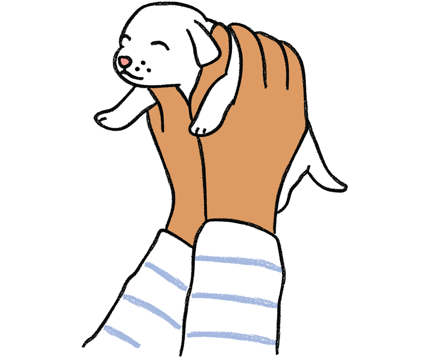 Hands holding up a puppy