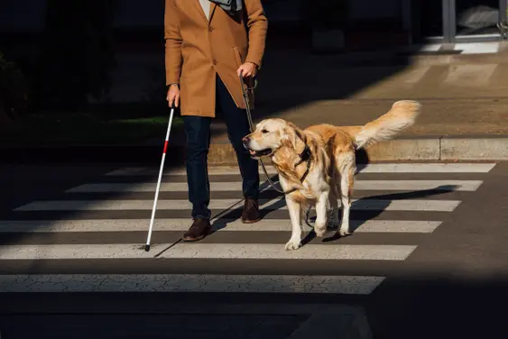 guide dog