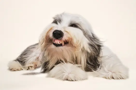 Dog showing his teeth