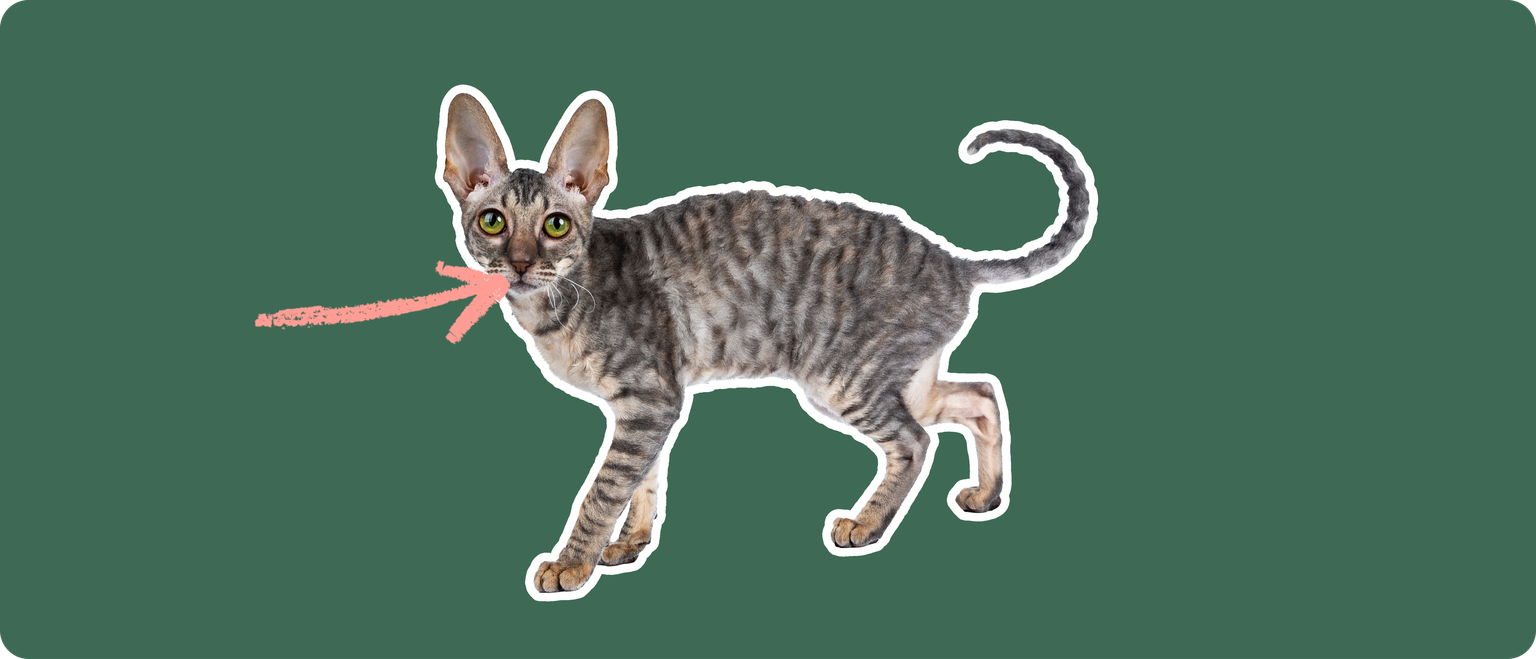 A Cornish rex cat cut out with a white outline, with a pink arrow pointing to it's mouth, on a solid green background