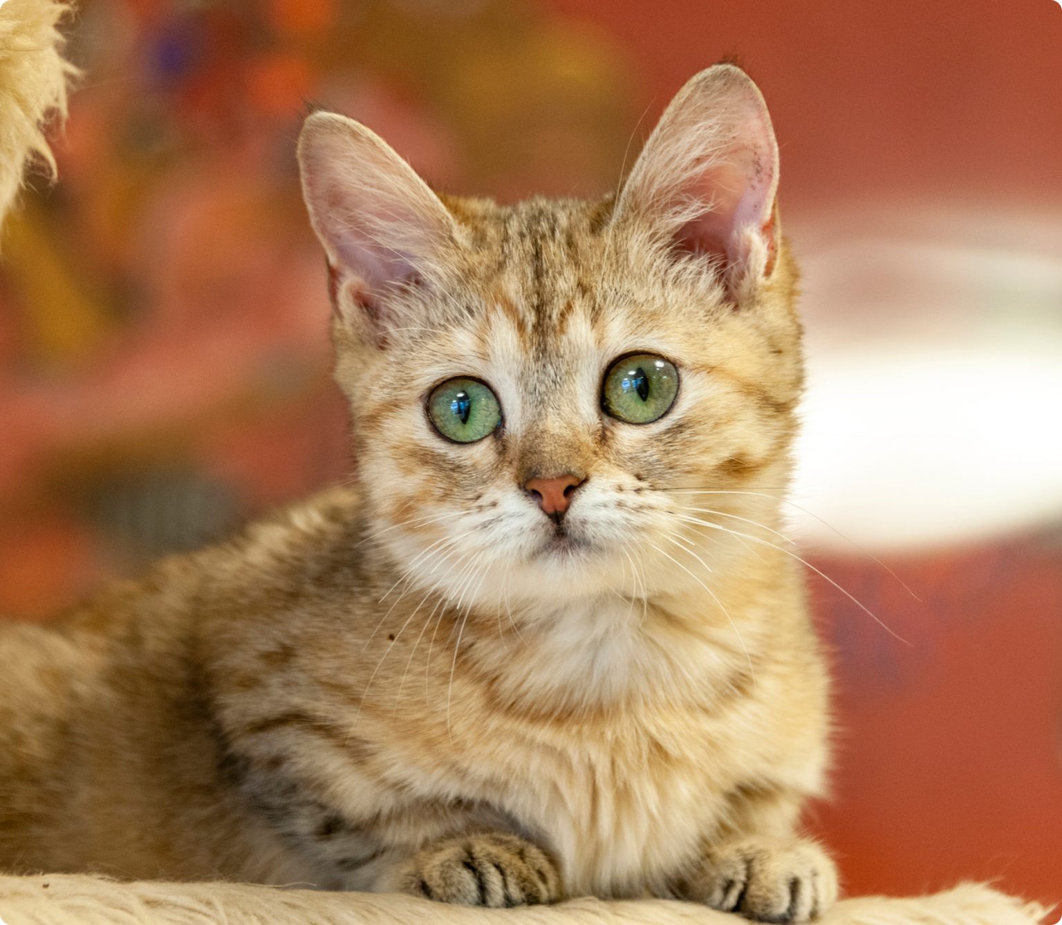 An orange and brown Munchkin cat with green eyes sitting on a cat perch