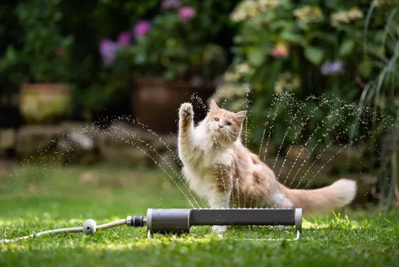 Cat playing in garden with water