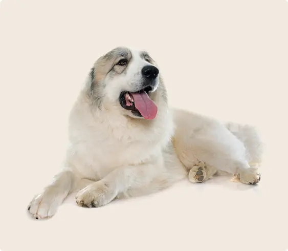 A Great Pyrenees dog laying down with it's tongue out on a beige background