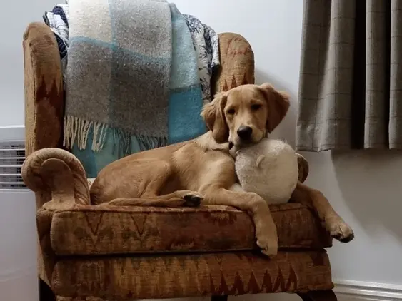 Image of a Golden Retriever, Bertie, as a puppy, lying on a chair