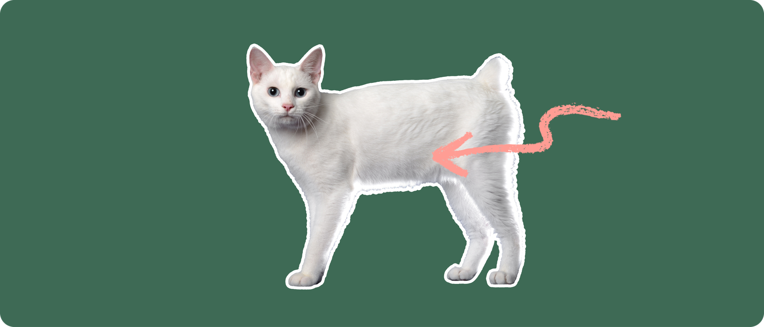 A white Japanese Bobtail cat cut out with a white outline, with a pink arrow pointing to it's lower stomach, on a solid green background