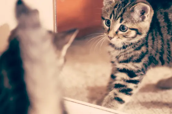 Image of a grey cat looking with surprise at their reflection in the mirror