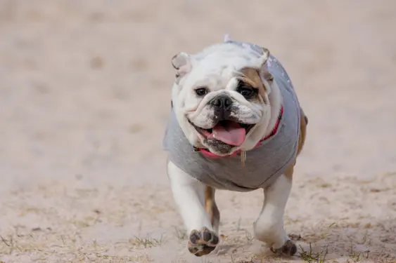 bulldog running on beach with mouth open, wearing gray shirt