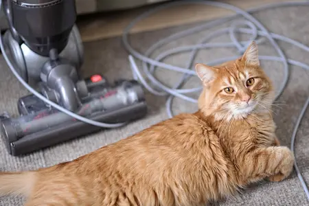 An orange cat lying down next to a grey vacuum cleaner