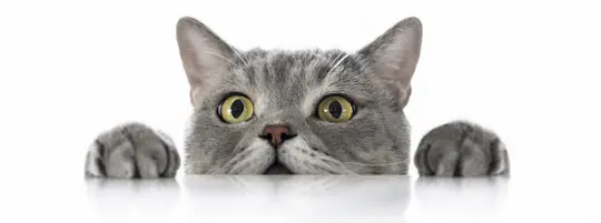 Cat peering over edge