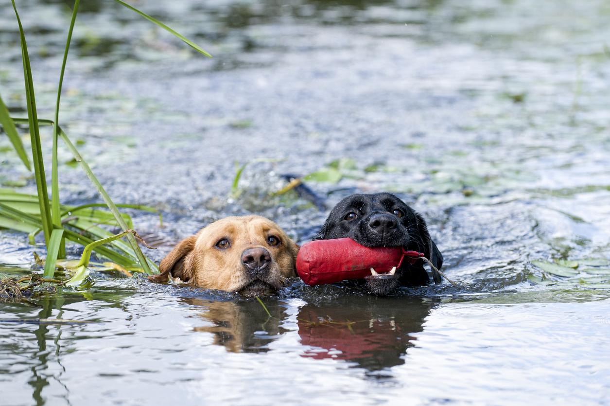 Labradors swimming
