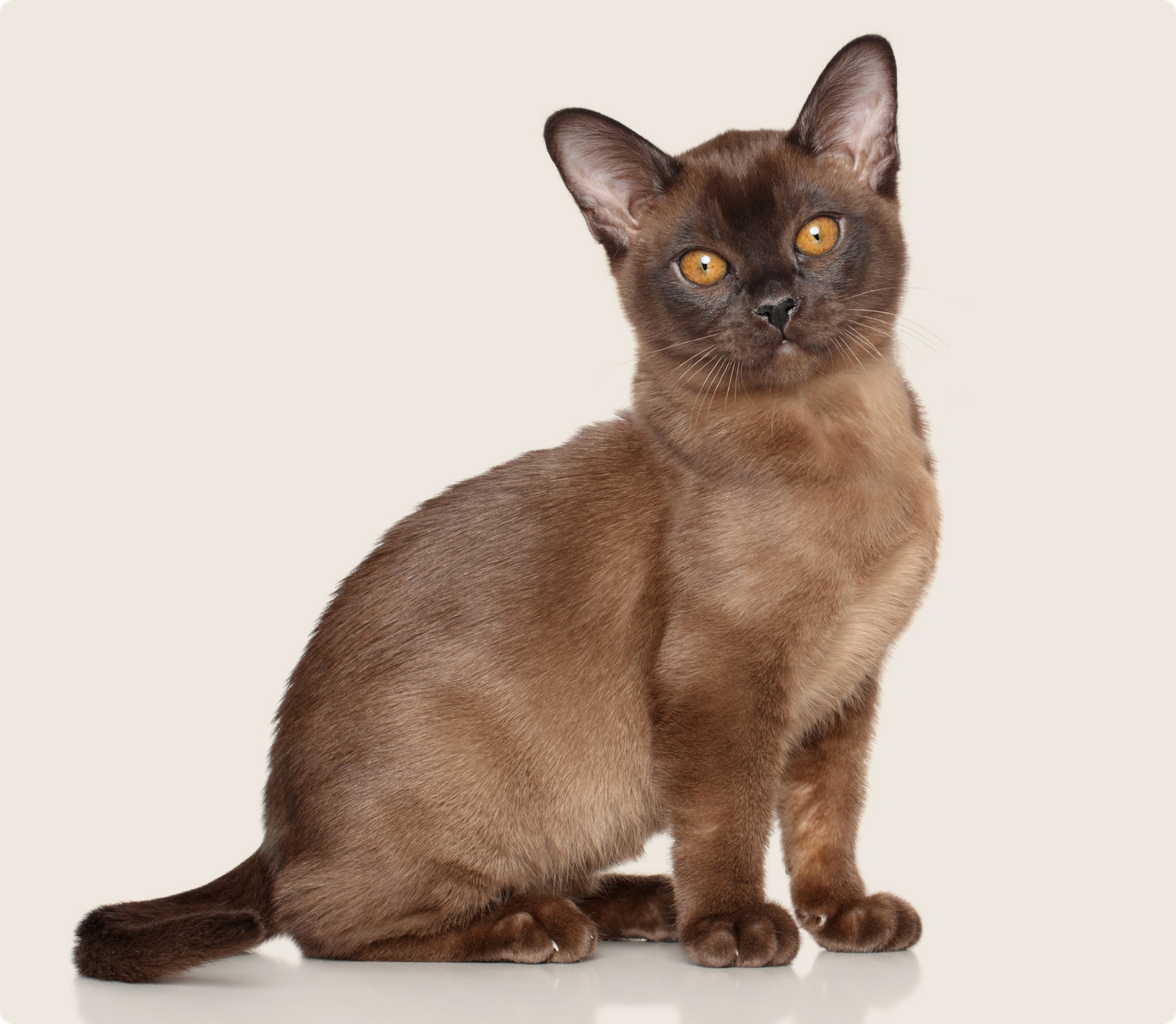 Burmese
