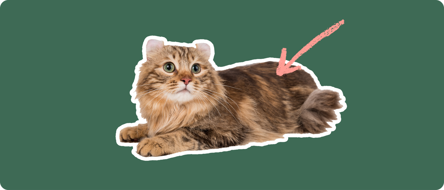 A brown American Curl cat cut out with a white outline, with a pink arrow pointing to it's upper back, on a solid green background