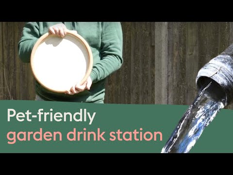 How to make a pet-friendly water station in your garden - for cats or dogs