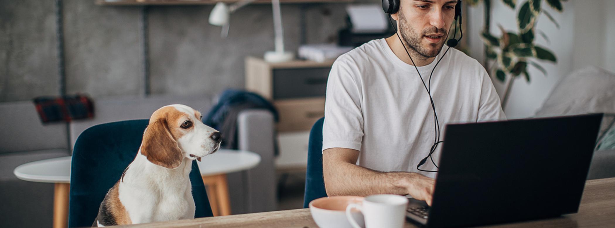 A dog in an office