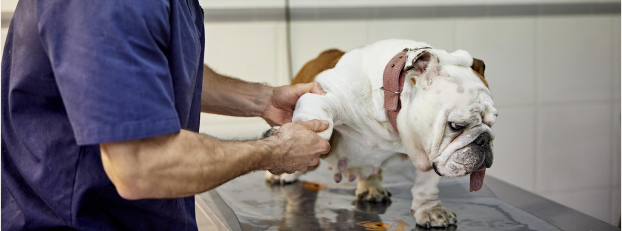 Side view of doctor in scrubs and protective face mask checking leg mobility of dog standing on examination table in animal hospital.