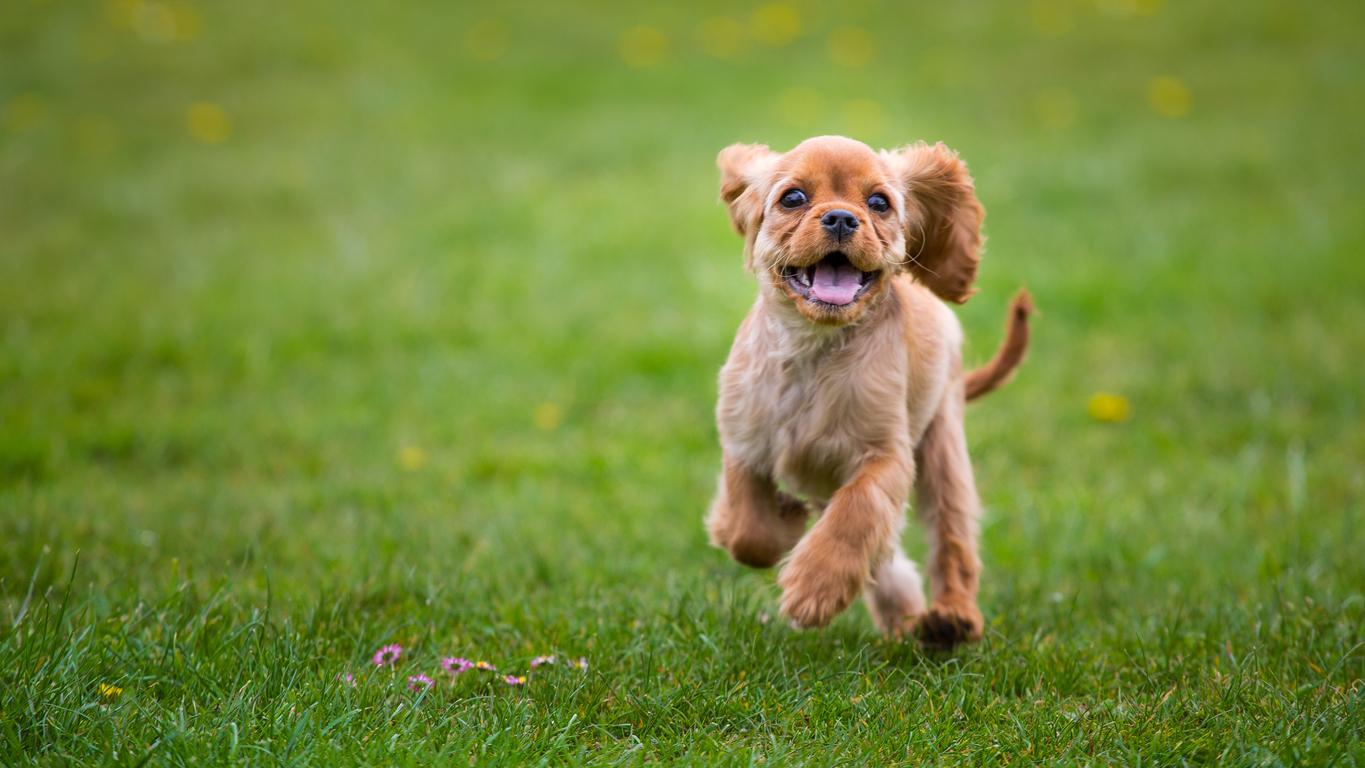 Cavalier King Charles Spaniel puppy