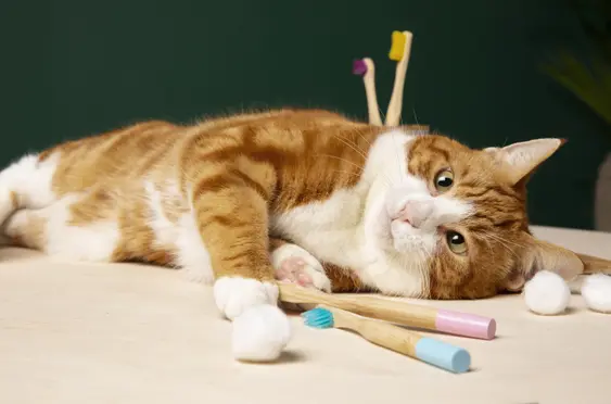 Orange cat lying down playing with toothbrushes