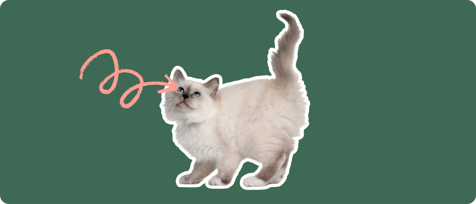 Birman