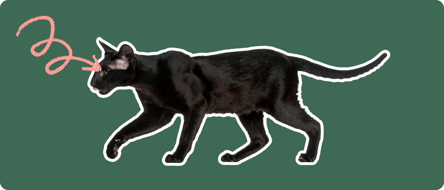 A black Oriental Shorthair cat on a green background with a pink arrow pointing to it's eye