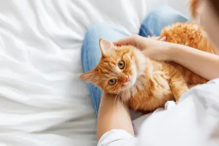 Image of a ginger cat laying in their owner's lap