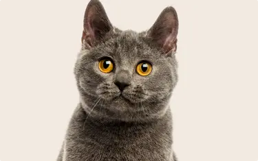 Close up of a grey cat with orange eyes on a beige background