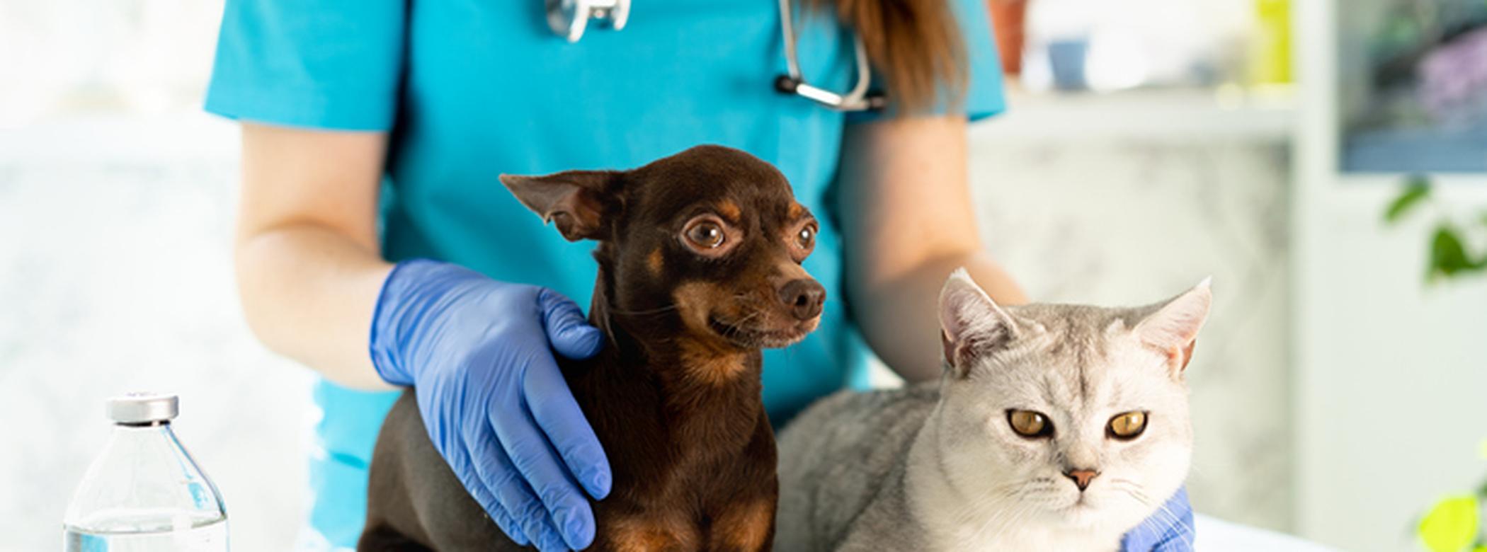 Cat and dog with vet