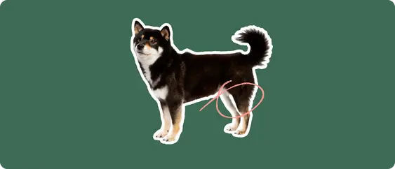 Shiba Inu