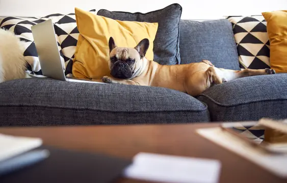 French Bulldog lays next to a laptop on the couch, it looks like they're watching something on the screen
