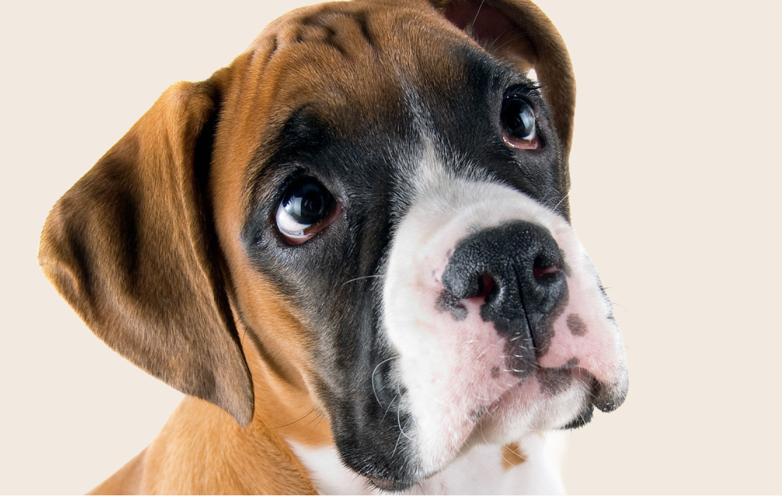 Close-up of a young Boxer dog looking upwards