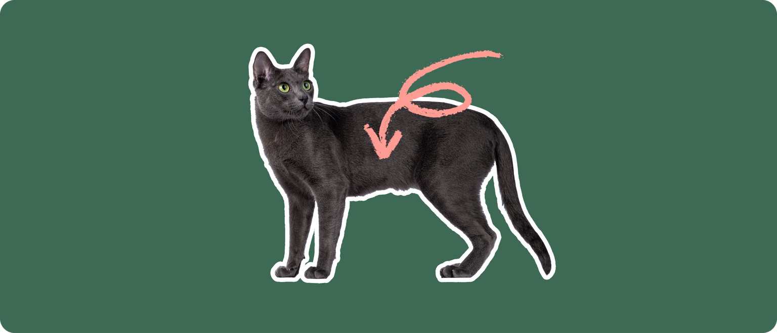 A Korat cat cut out with a white outline, with a pink arrow pointing to the center of it's body, on a solid green background