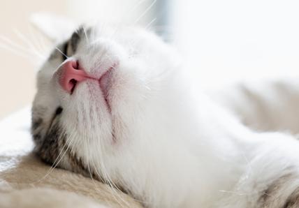 close up of a white cat with a pink nose sleeping