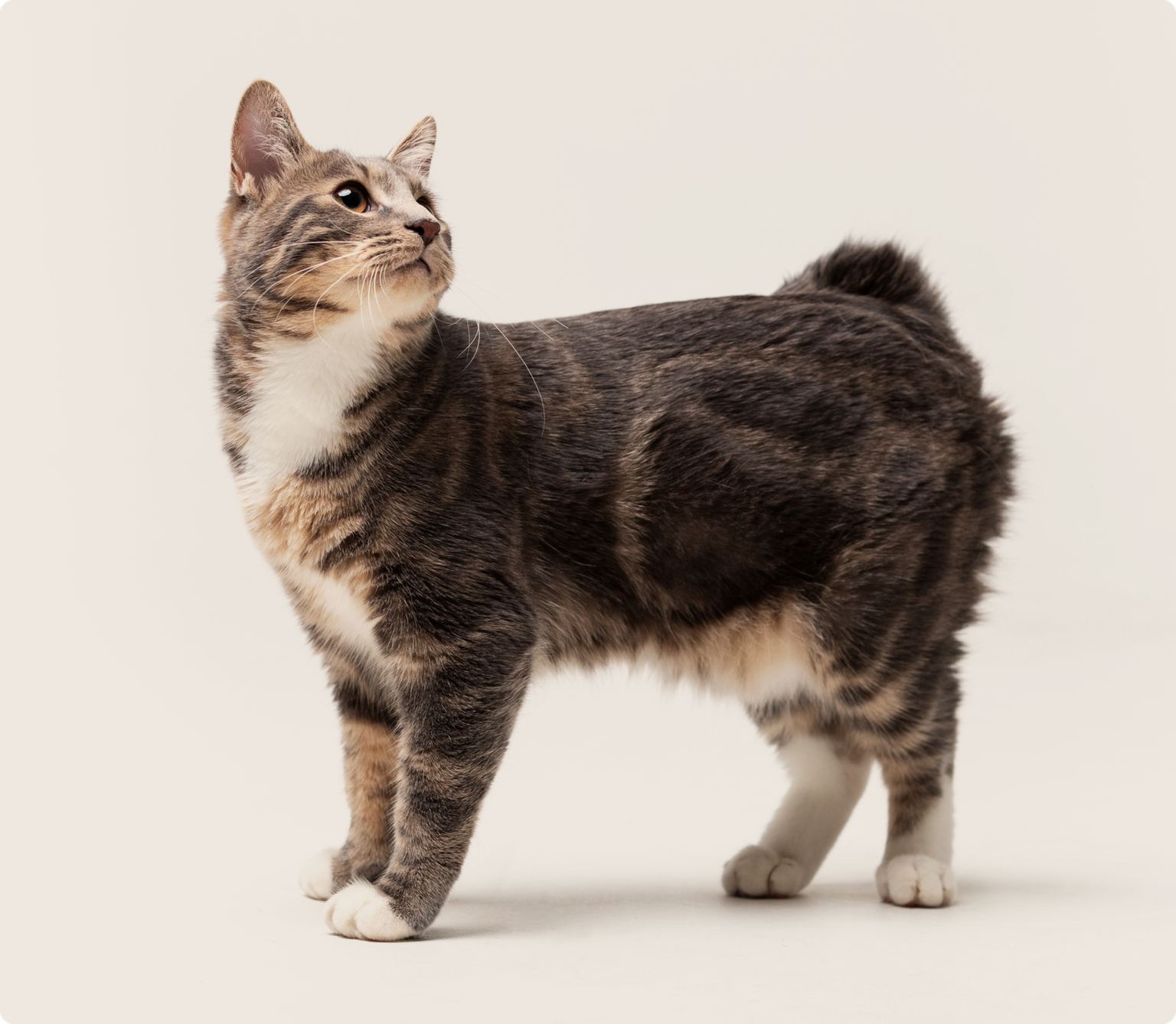 An American bobtail cat standing on a beige background