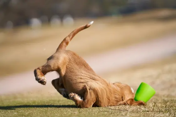 Cocker Spaniel puppy falling next to green plastic green cup on grass