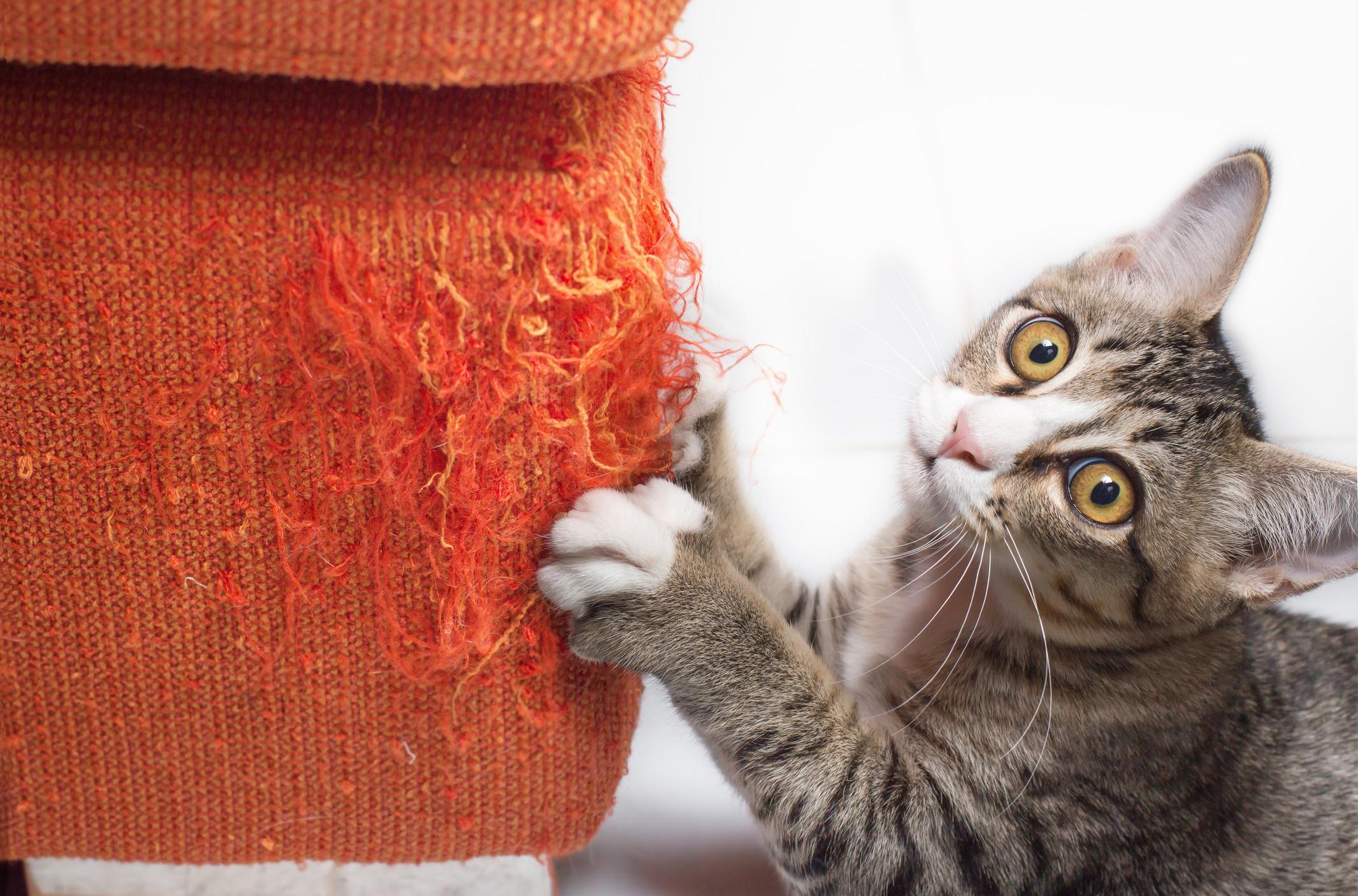 Image of a grey cat scratching an orange-red sofa