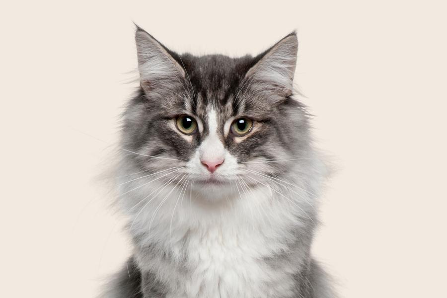 Close up of a Norwegian forest cat on a beige background