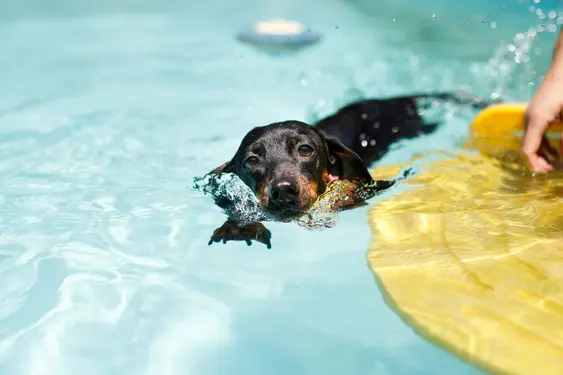 dachschund swims in clear pool with yellow float toy nearby
