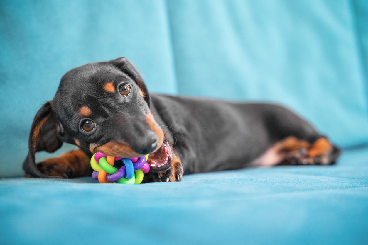 Dog with a chew toy