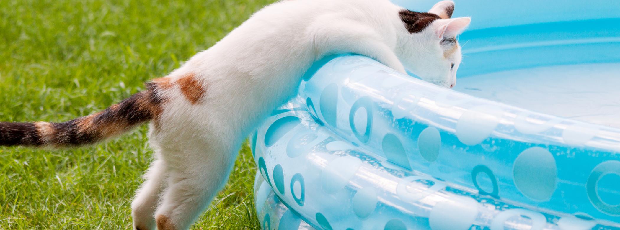 A white cat leaning into a kiddie pool outside in the grass