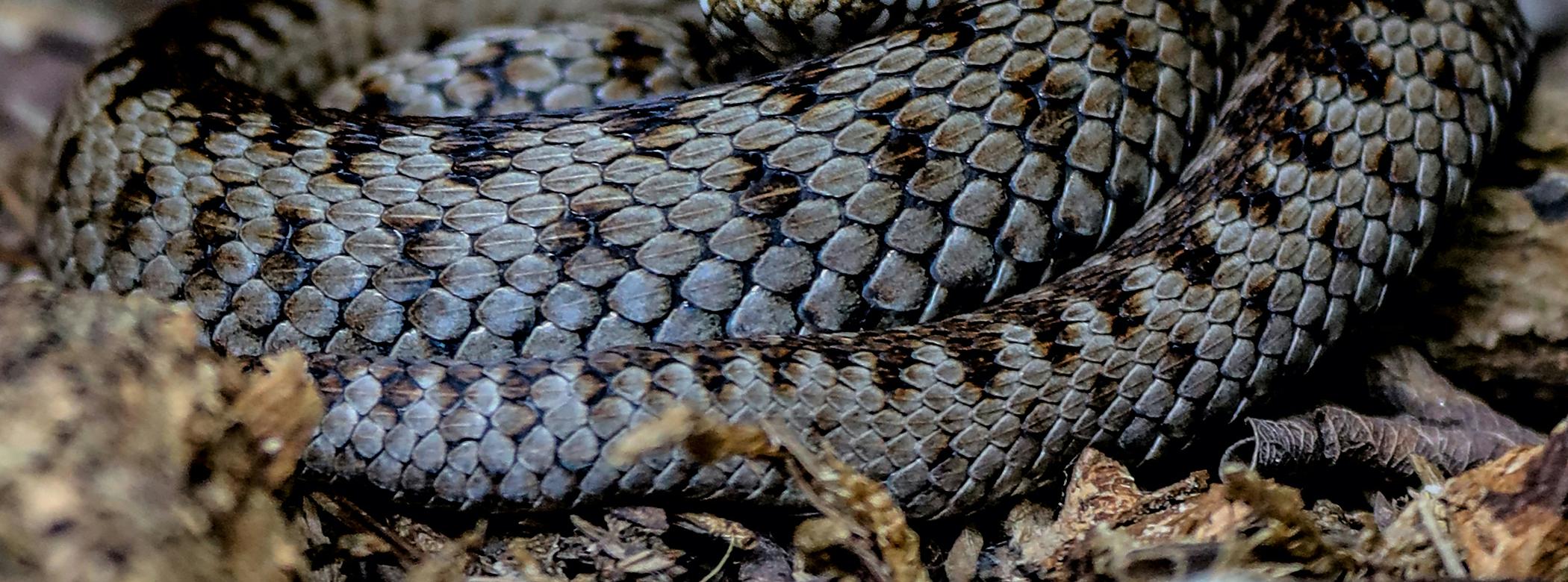 Image of an adder in the grass