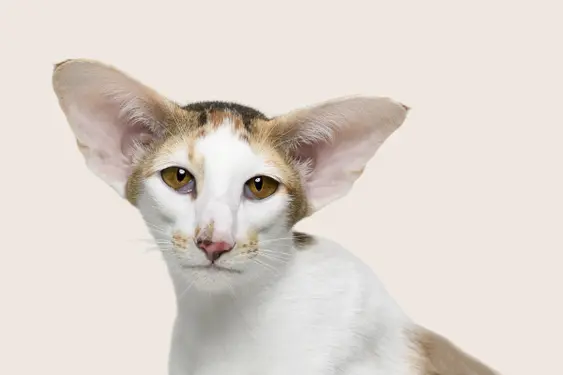 Oriental Shorthair
