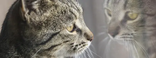 A cat staring out of the window, their reflection can be seen in the glass