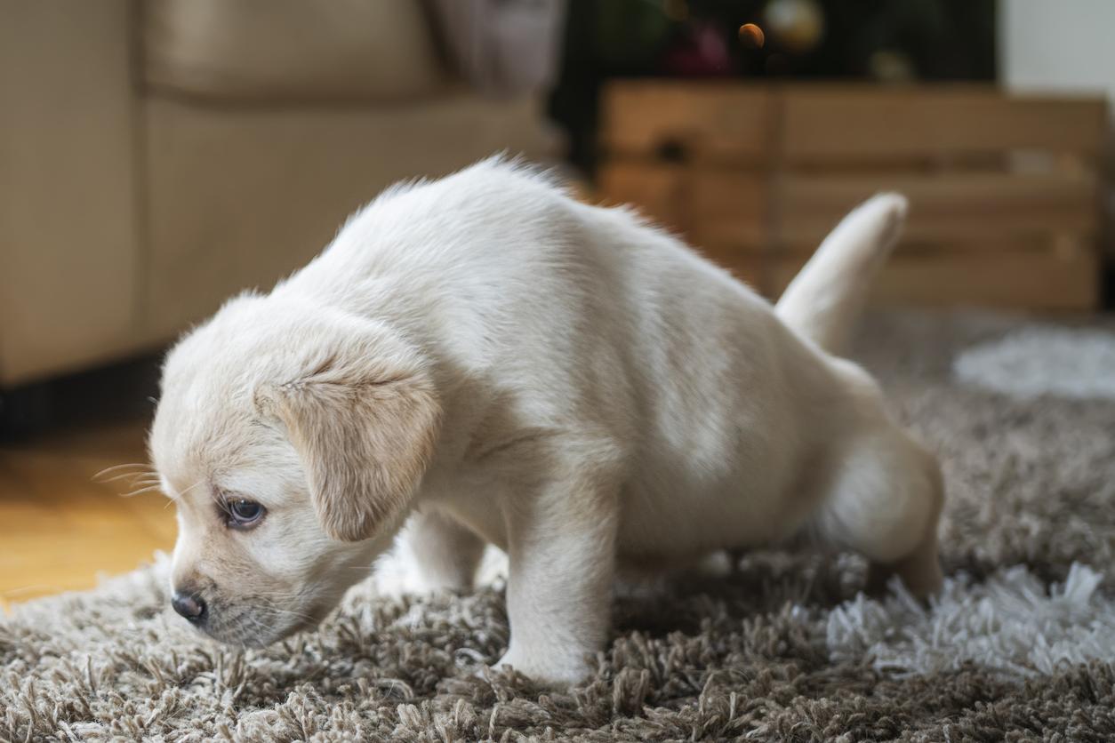 Puppy peeing indoors on a brown carpet