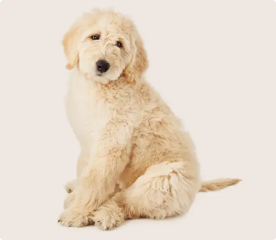 Goldendoodle