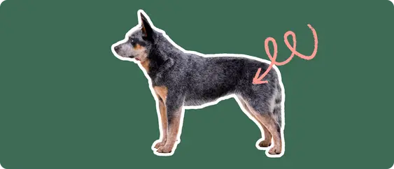 Australian Cattle Dog with a pink arrow drawn to its hip