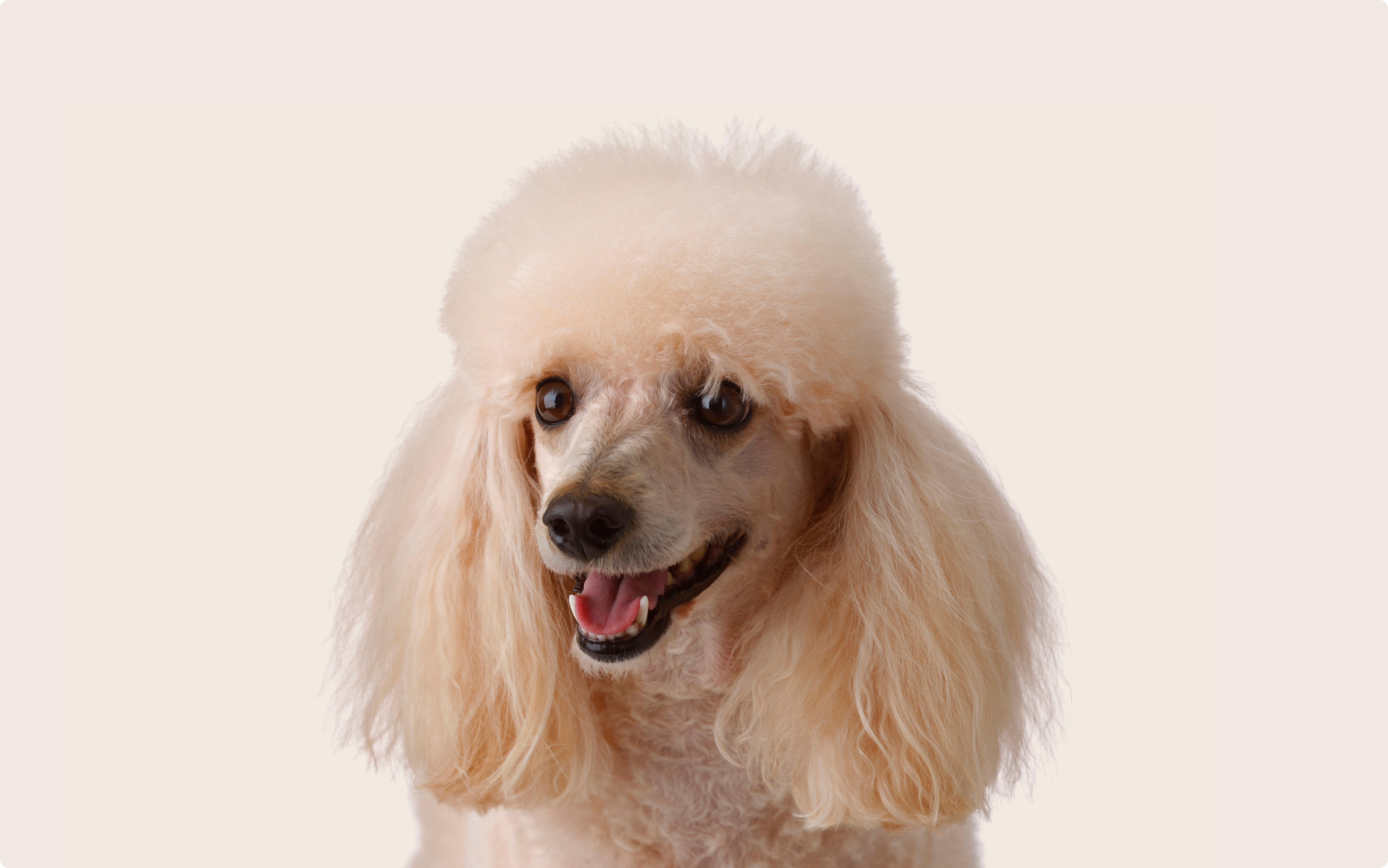 Poodle