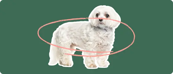 Maltese with a pink circle over its body